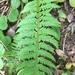 Illyrian Holly Fern - Photo (c) Françoise Alsaker, some rights reserved (CC BY-NC), uploaded by Françoise Alsaker