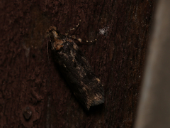 Chionodes obscurusella