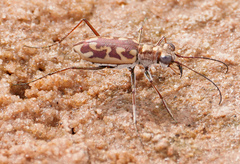 Cicindelina