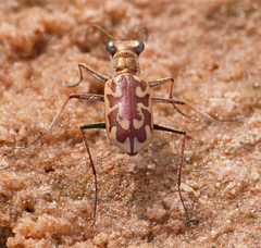 Cicindelina
