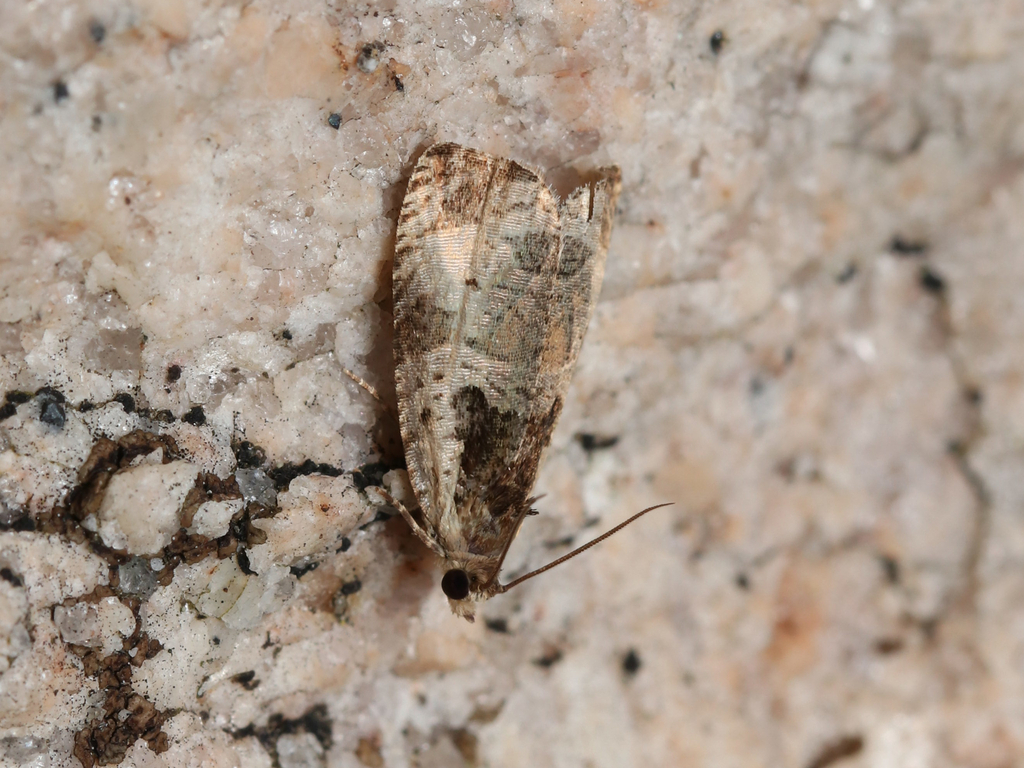 Olethreutes punctanum