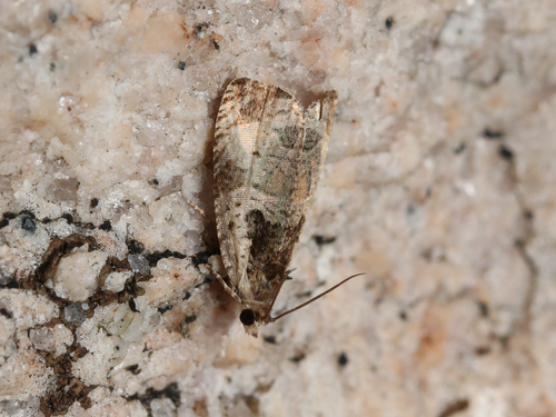 Olethreutes punctanum