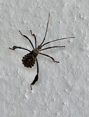 Acanthocephala alata