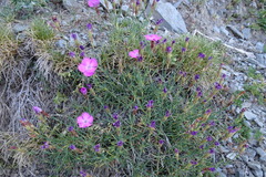Dianthus seguieri