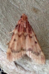 Aglossa disciferalis