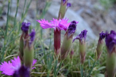 Dianthus seguieri