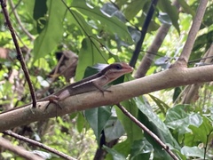Anolis pulchellus