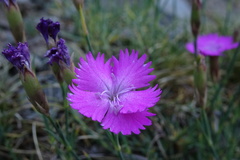 Dianthus seguieri