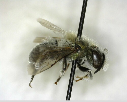iNaturalist observation photo of Mason Bees