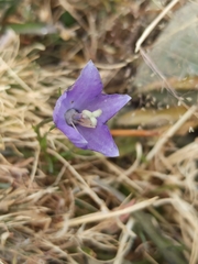 Campanula herminii