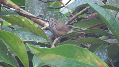 Cantorchilus thoracicus