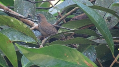 Cantorchilus thoracicus