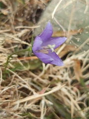 Campanula herminii