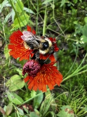Bombus flavidus