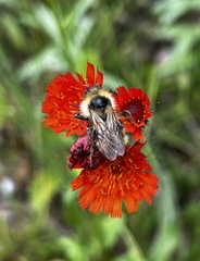 Bombus flavidus