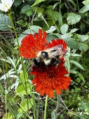 Bombus flavidus
