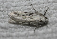 Stenoptena icmaea