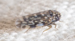 Xestocephalus superbus