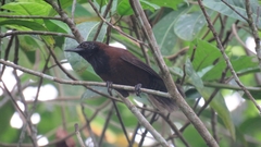Pheugopedius atrogularis