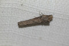 Ortholomia moluccana