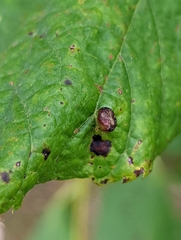 Eriophyes exilis