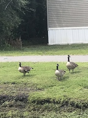 Branta canadensis image