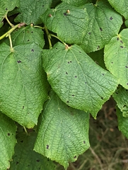 Eriophyes exilis