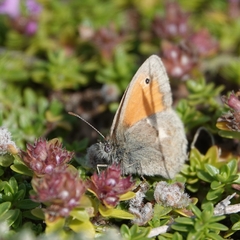 Coenonympha pamphilus