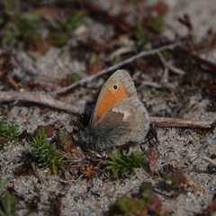 Coenonympha pamphilus