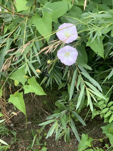 hedge bindweed