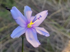 Aristea spiralis