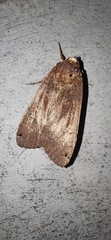 Noctua pronuba