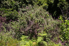 Syncolostemon obermeyerae