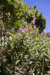 Syncolostemon obermeyerae