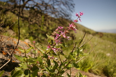 Syncolostemon obermeyerae