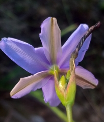 Aristea spiralis