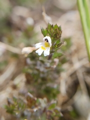Euphrasia hirtella