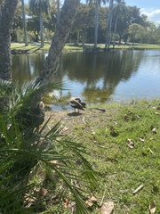 Alopochen aegyptiaca image