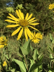Silphium integrifolium