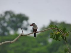 Halcyon leucocephala