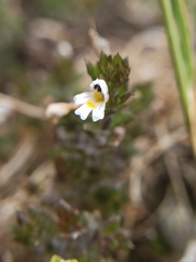 Euphrasia hirtella