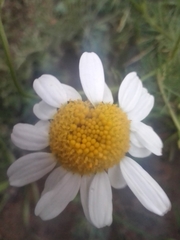 Tripleurospermum inodorum