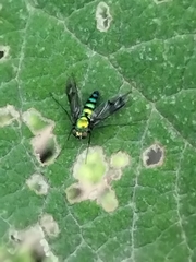 Condylostylus occidentalis