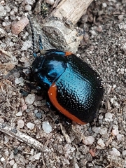 Chrysolina