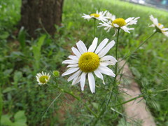 Tripleurospermum inodorum