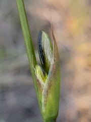 Aristea spiralis