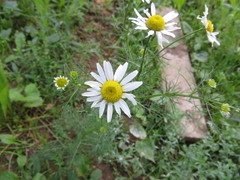 Tripleurospermum inodorum