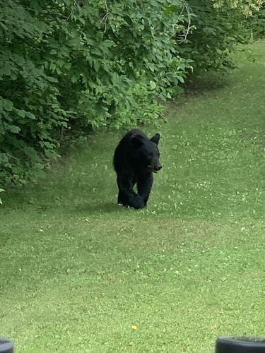 American Black Bear