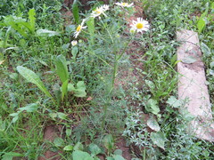 Tripleurospermum inodorum