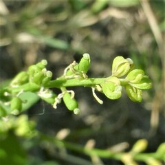 Rorippa sessiliflora